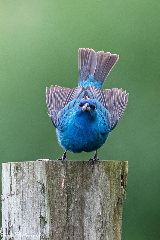 20210708-Indigo Bunting-RD5_0801.jpg