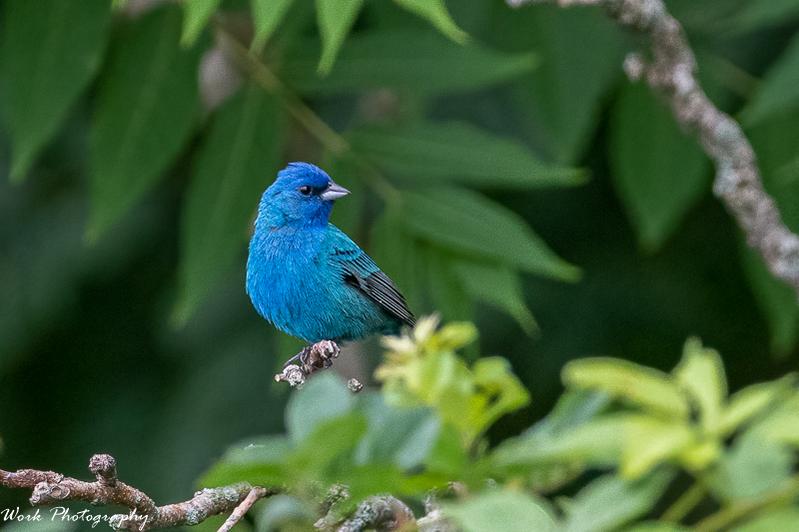 20210708-Indigo Bunting-RD5_0820.jpg