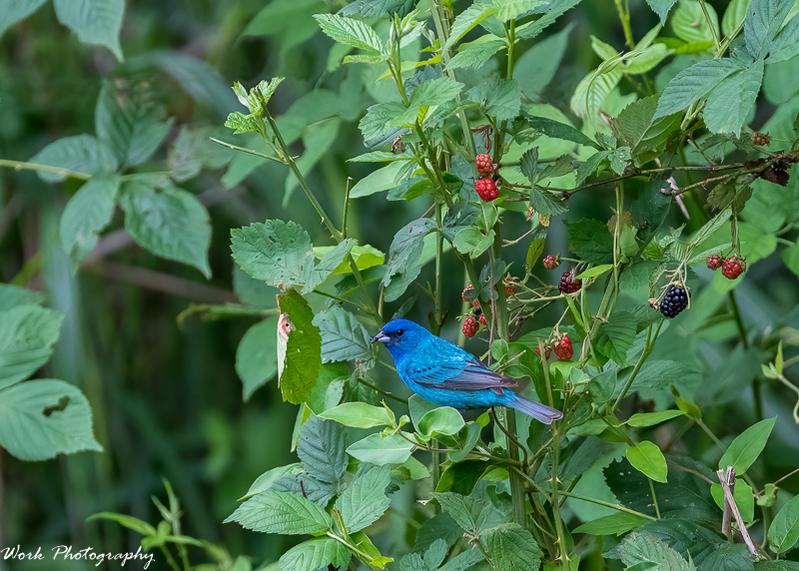 20210708-Indigo Bunting-RD5_0854.jpg