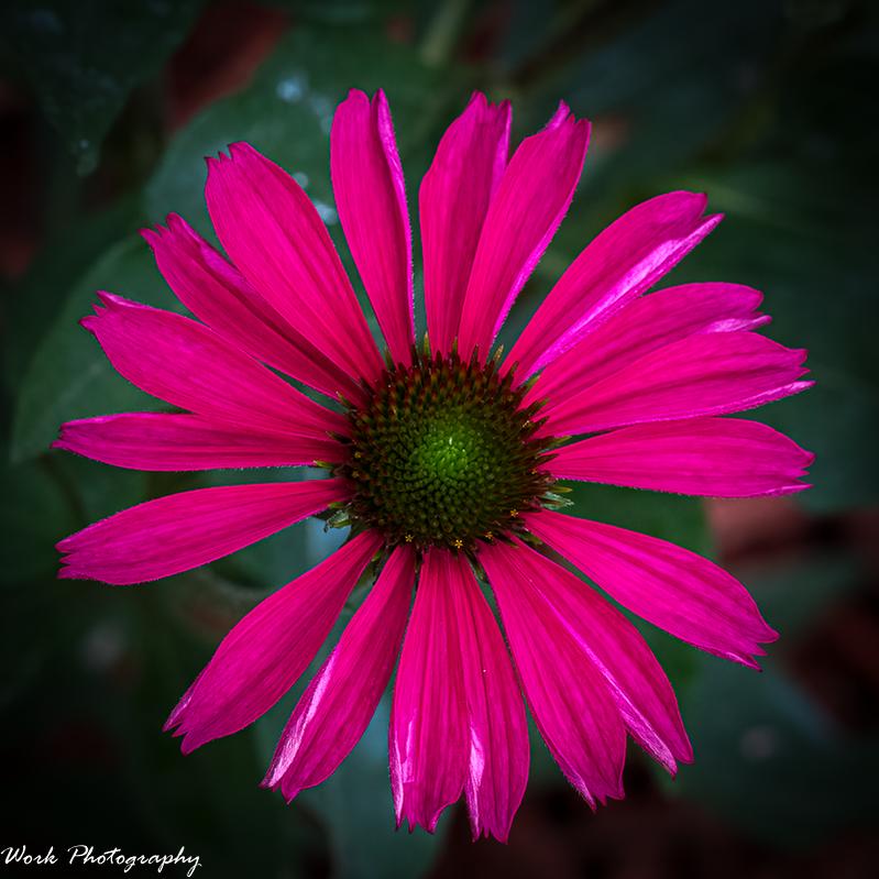 Cone Flower