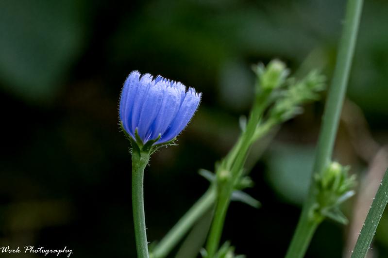 Corn Flower