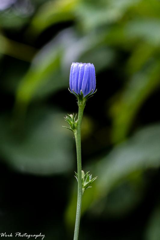 20210713-Corn flower-RD5_1124.jpg