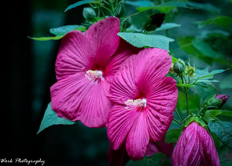 20210713-Hibiscus-RD5_1078.jpg