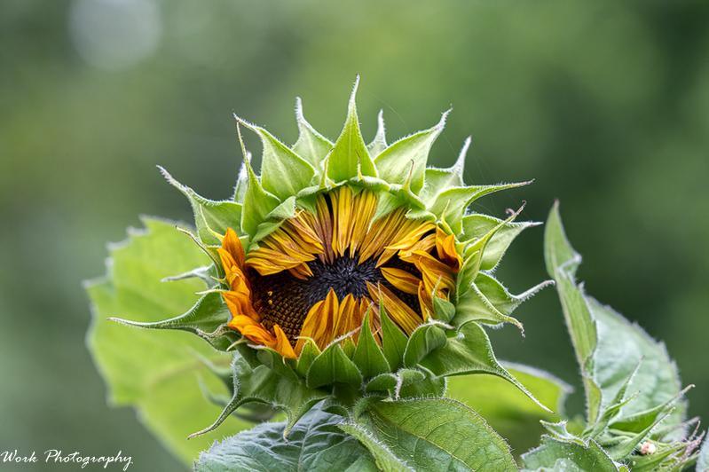 20210713-Sunflower-RD5_1136.jpg