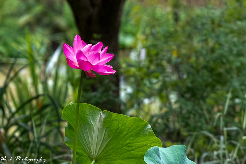 20210713-Water Lily-RD5_1111.jpg
