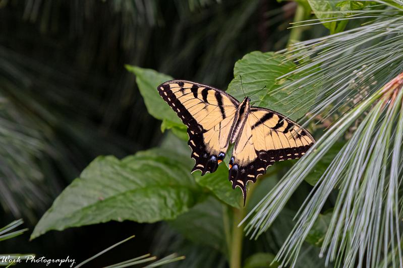 Yellow Swallowtail
