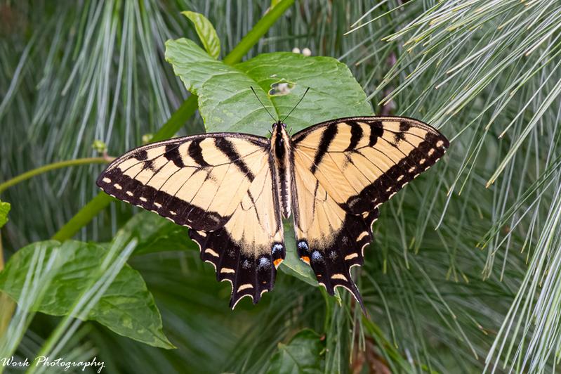 Yellow Swallowtail