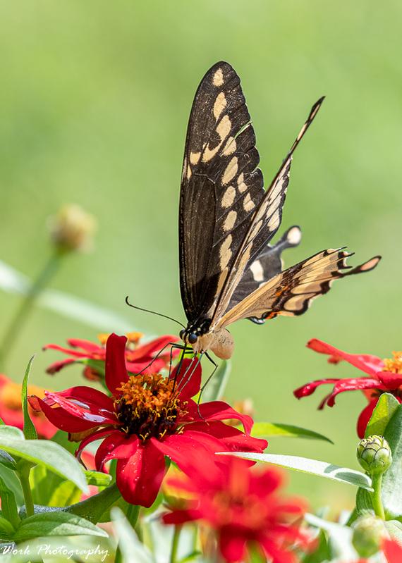 Giant Swallowtail