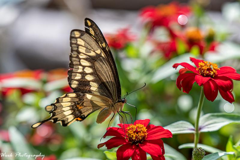 Giant Swallowtail