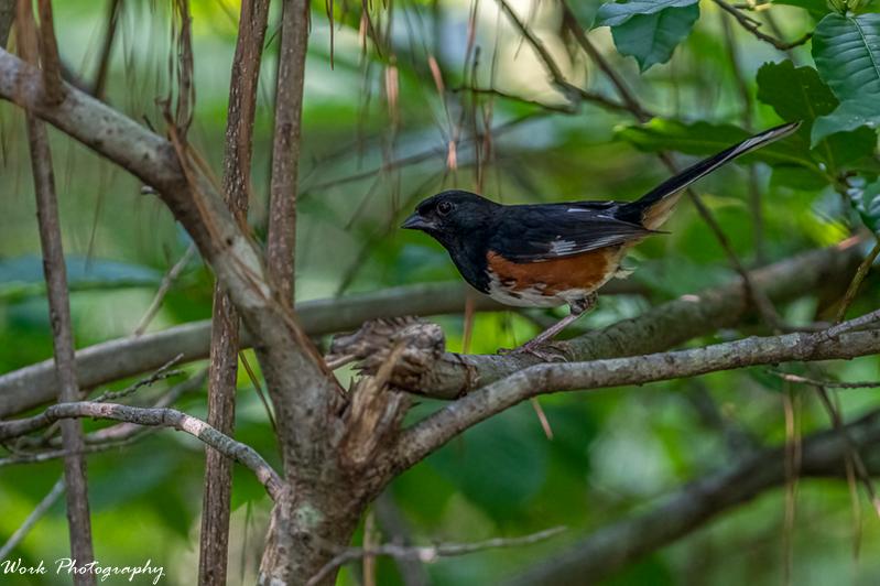 Eastern Towhee