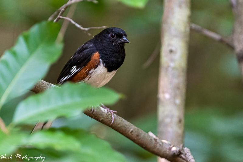Eastern Towhee