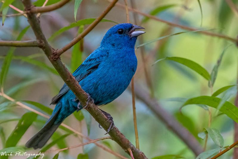 Indigo Bunting