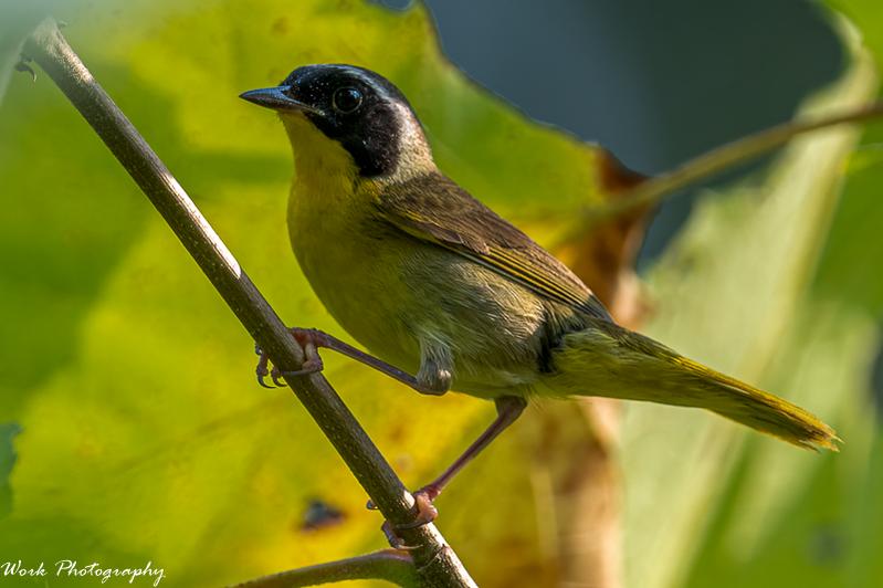 Yellow Throated Warbler