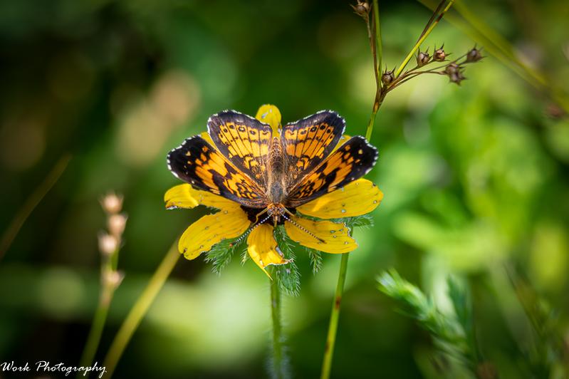 20210729-Butterfly-RD5_1669.jpg