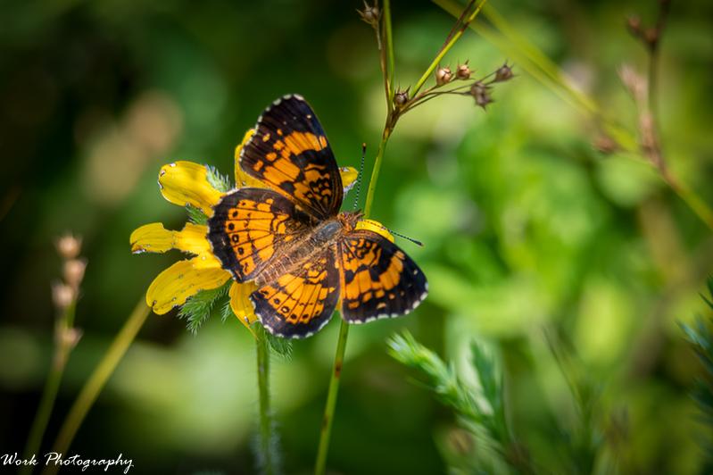 20210729-Butterfly-RD5_1672.jpg