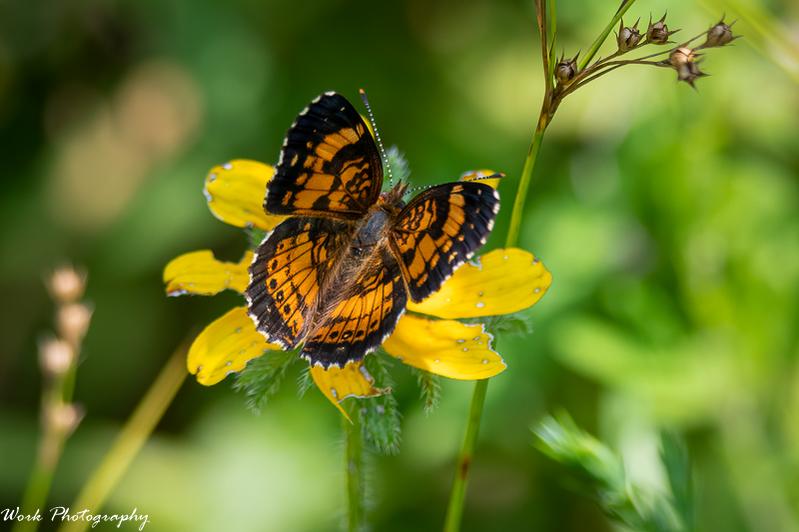 20210729-Butterfly-RD5_1673.jpg