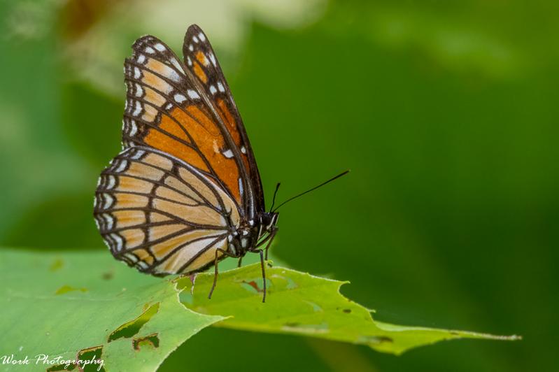 20210729-Butterfly-RD5_1700.jpg