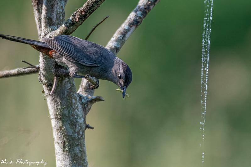 Catbird