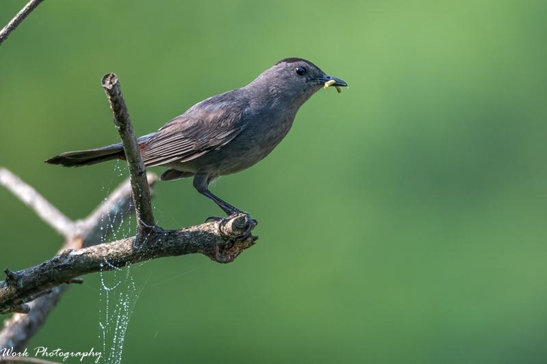 Catbird