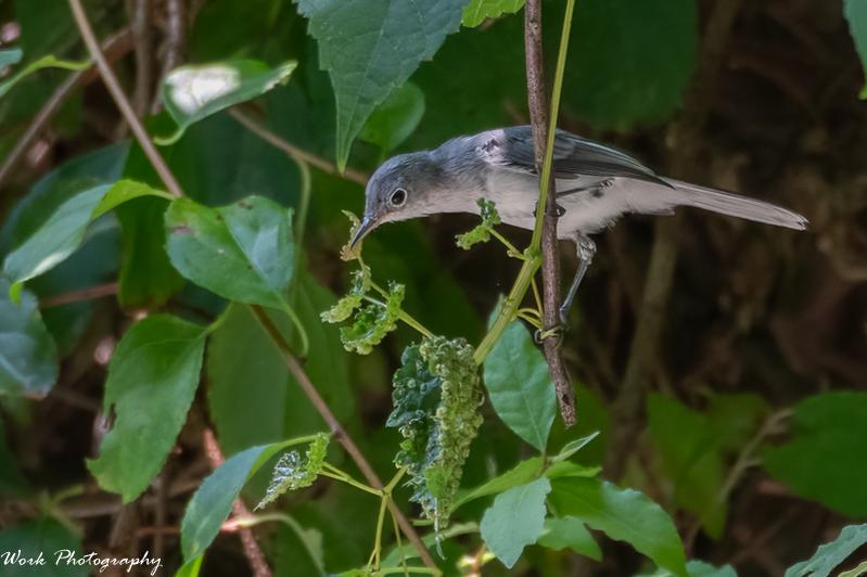Eastern Wood PeeWee