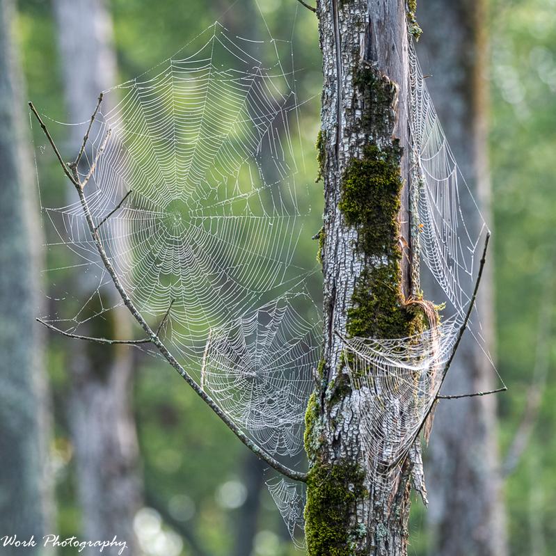 Spider Web