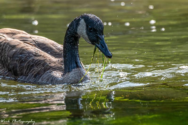 Canada Goose