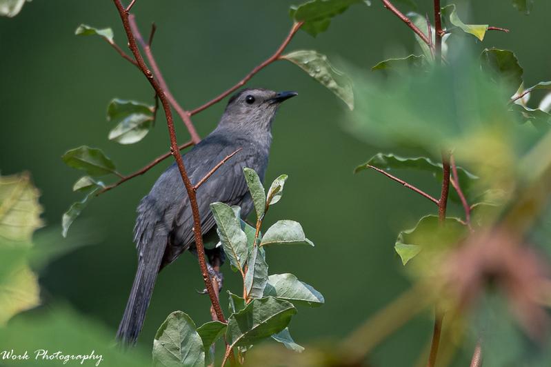 Catbird