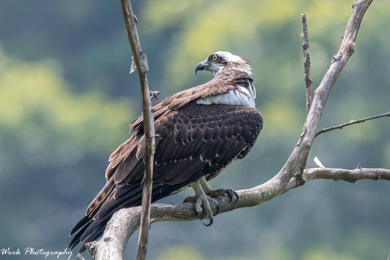 Osprey