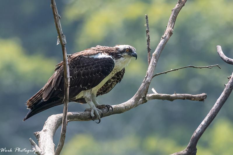 Osprey