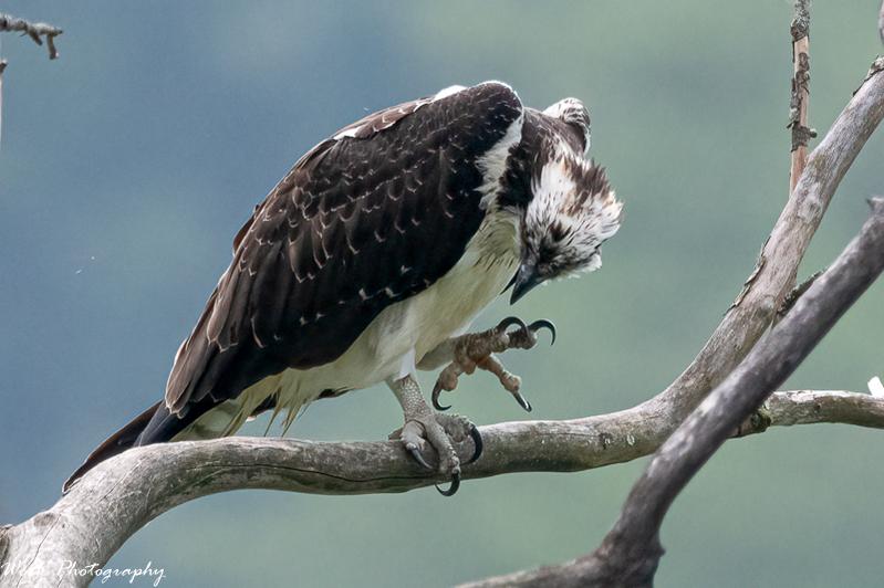 Osprey