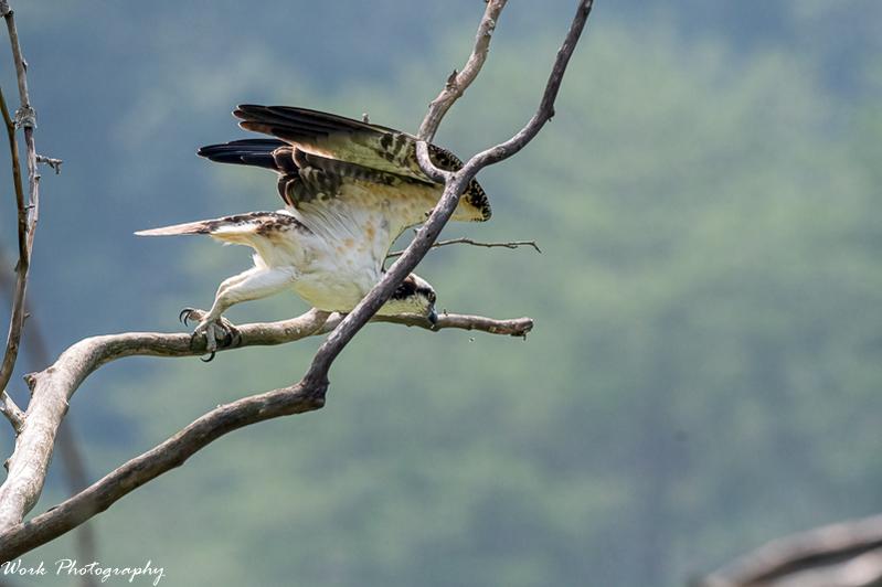 Osprey