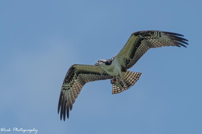 Osprey