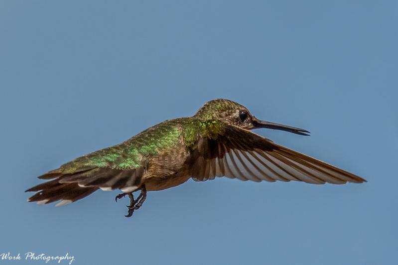Mighty Mouse or Mighty Hummingbird or Super Hummingbird