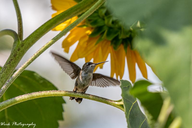 20210808Ruby Throated hummingbirds-RD5_2228.jpg