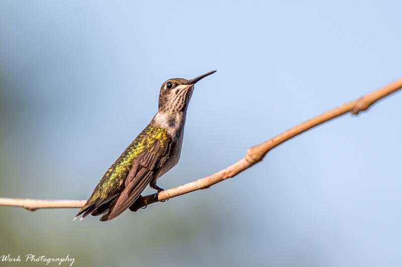 20210808Ruby Throated hummingbirds-RD5_2390.jpg