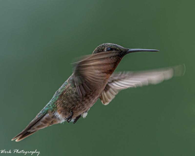 Ruby Throated Hummingbird