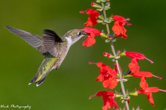 20210913-Female Ruby Throated Hummingbird-RD5_4522.jpg