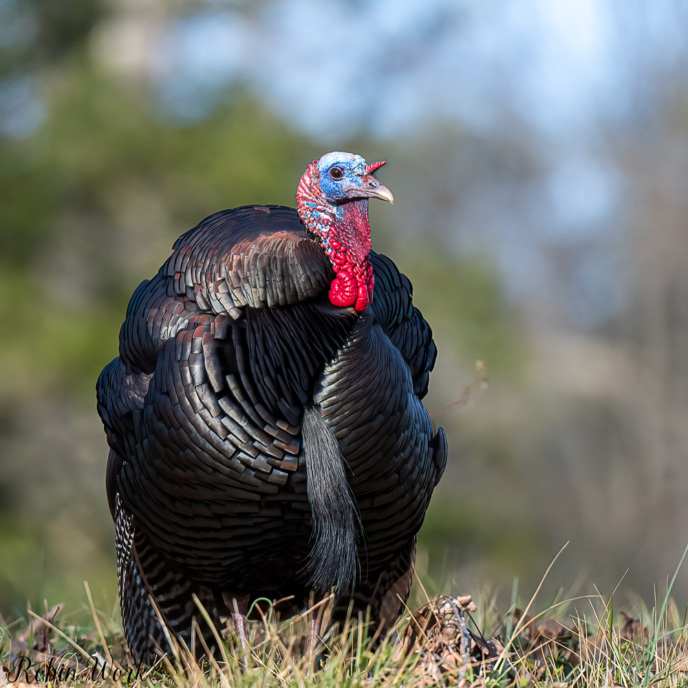 20220317RD5_9663-Edit.jpg
