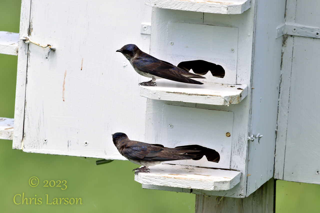 2023-06-09_Horicon_Marsh03.jpg