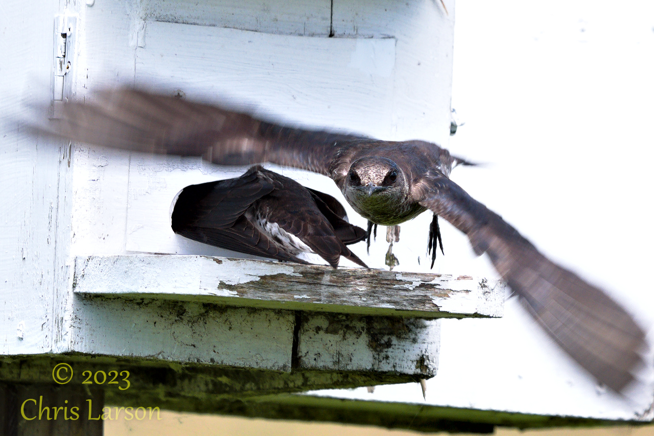 2023-06-09_Horicon_Marsh04.jpg