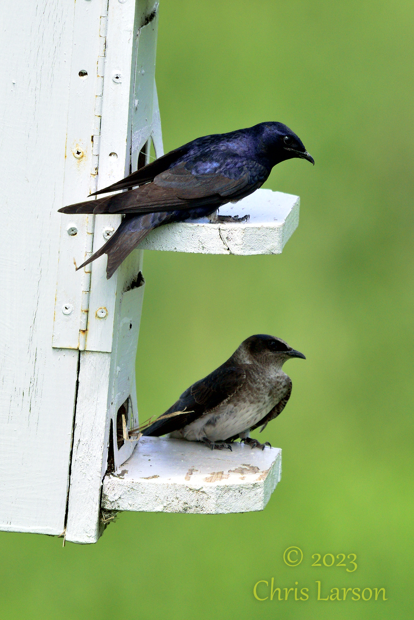 2023-06-09_Horicon_Marsh07.jpg