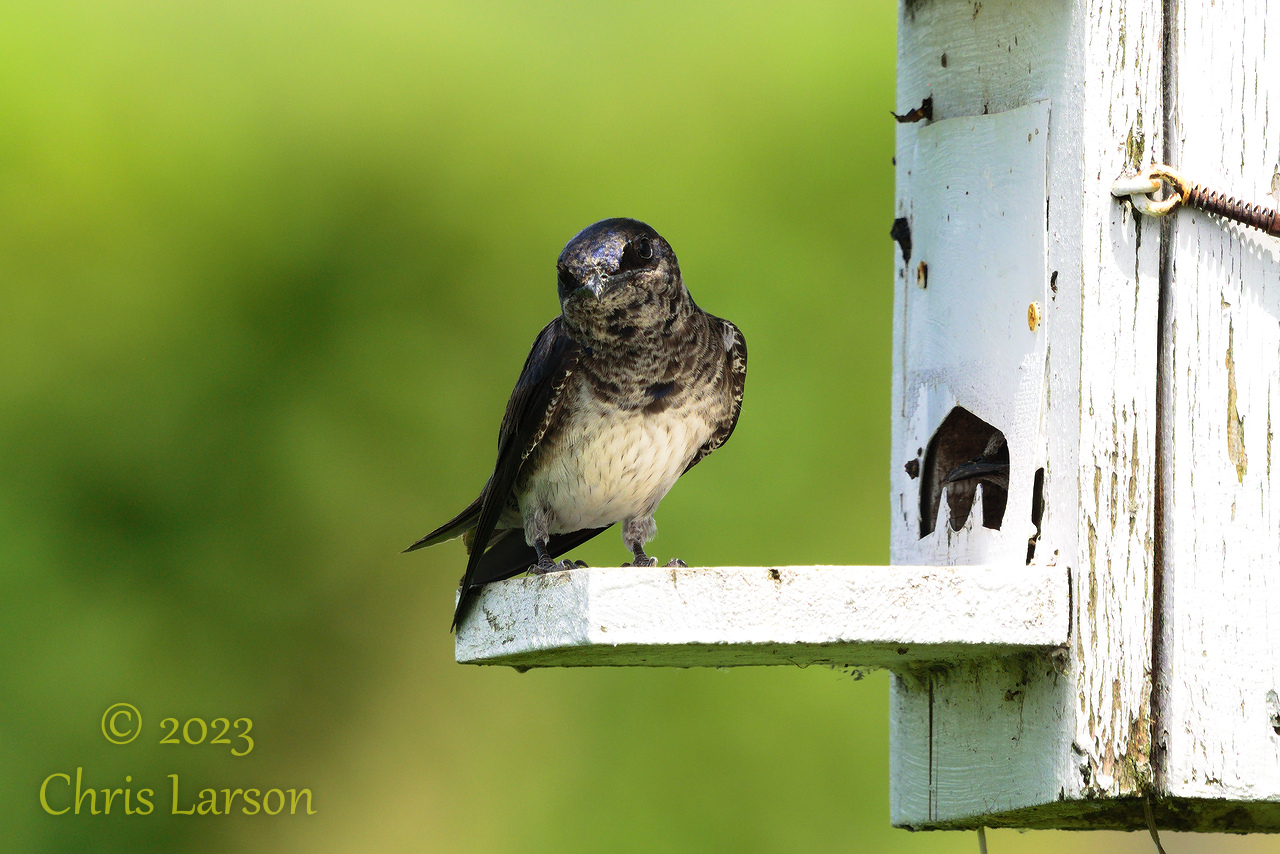 2023-06-09_Horicon_Marsh08.jpg