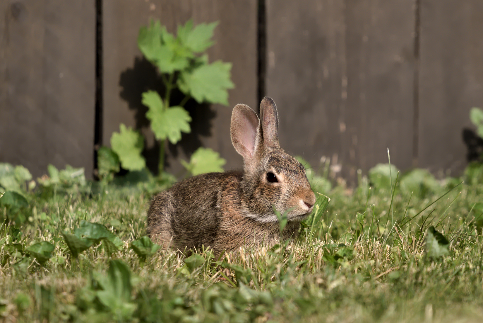 2023-06-24 Rabbit01.jpg
