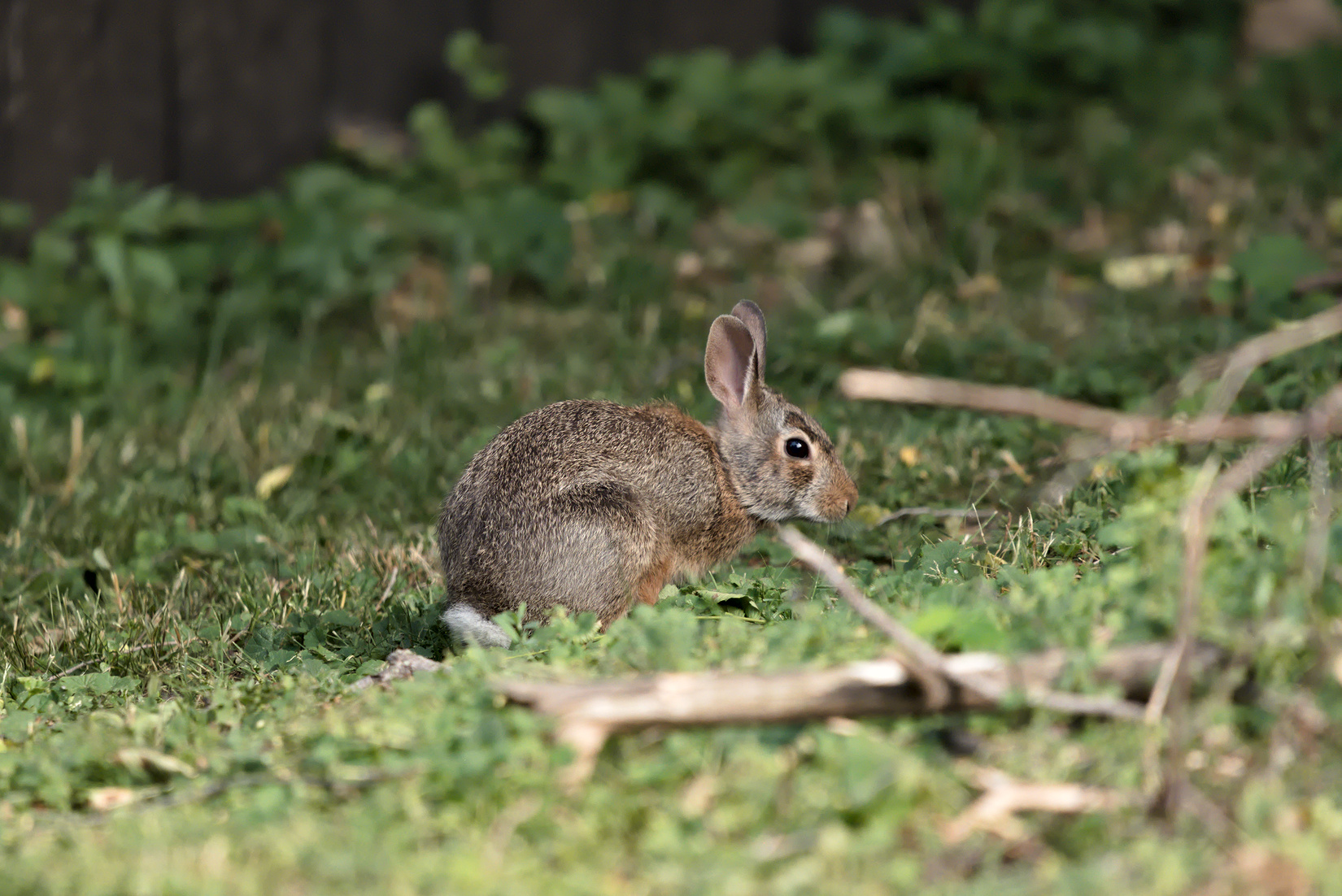 2023-06-24 Rabbit02.jpg