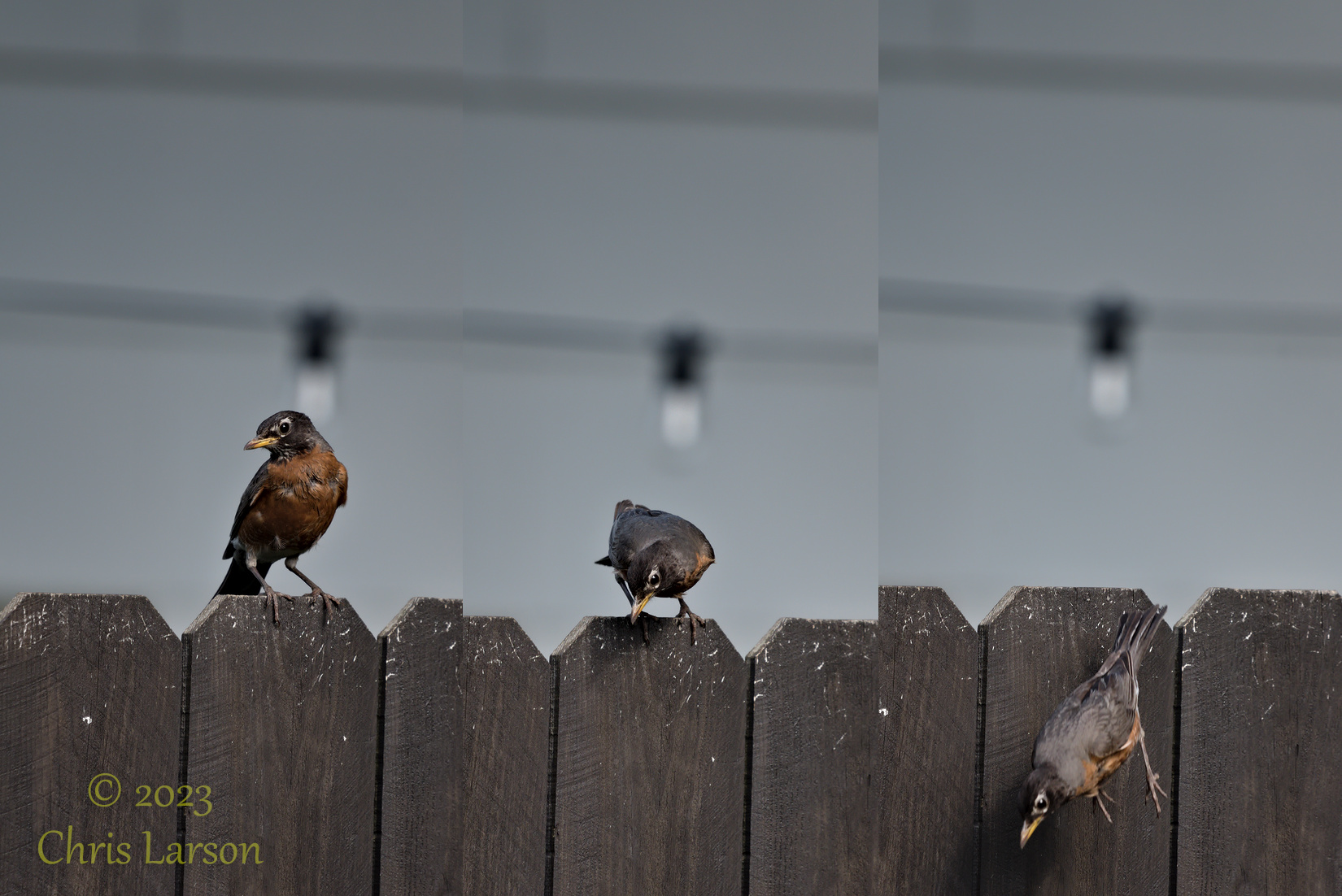 2023-06-24 Robin Jumping.jpg