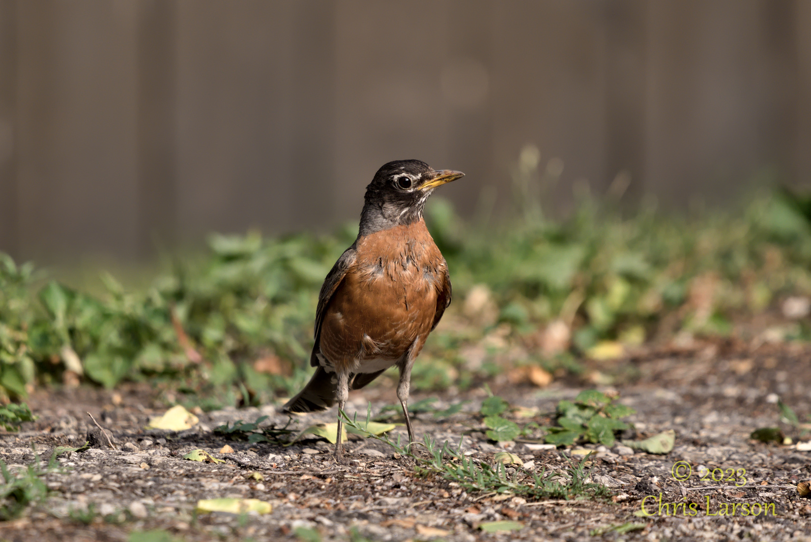 2023-06-24 Robin02.jpg