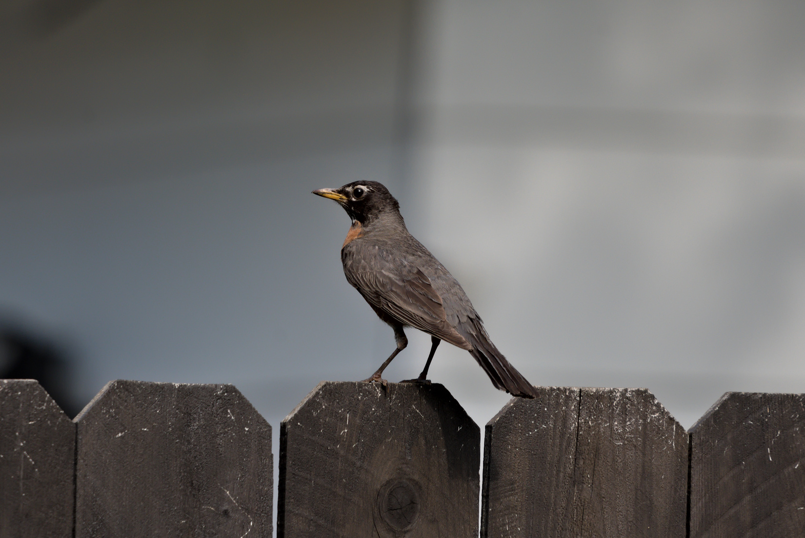 2023-06-24 Robin03.jpg