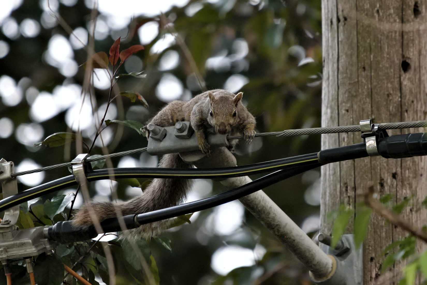 2023-06-24 Squirrel02.jpg