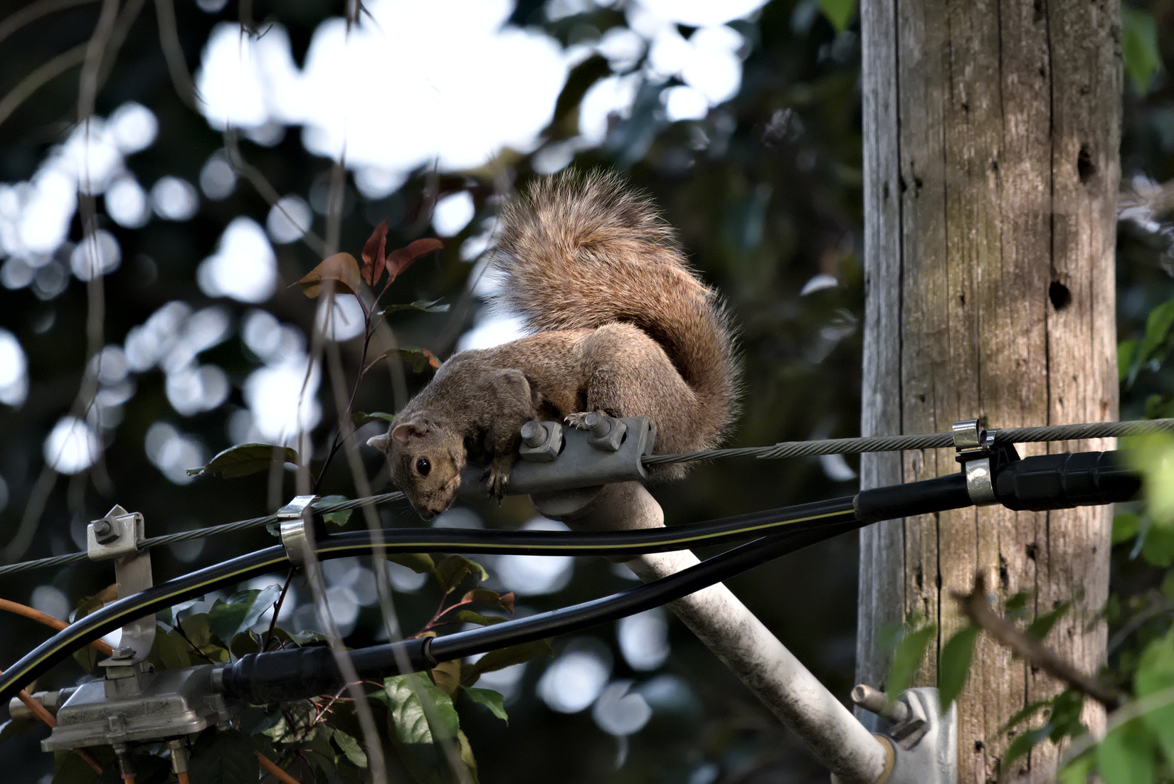 2023-06-24 Squirrel03.jpg