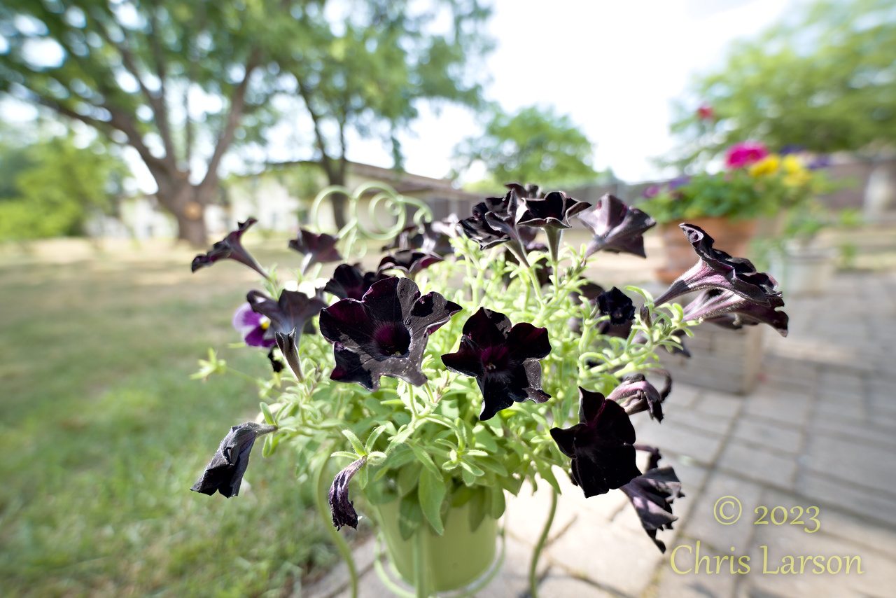 2023-07-04 Black flowers 03.jpg